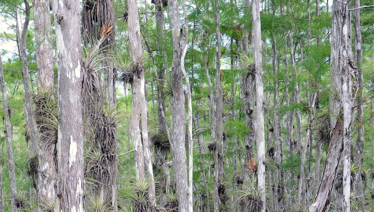 Big Cypress National Preserve
