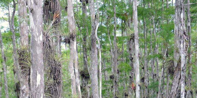 Big Cypress National Preserve