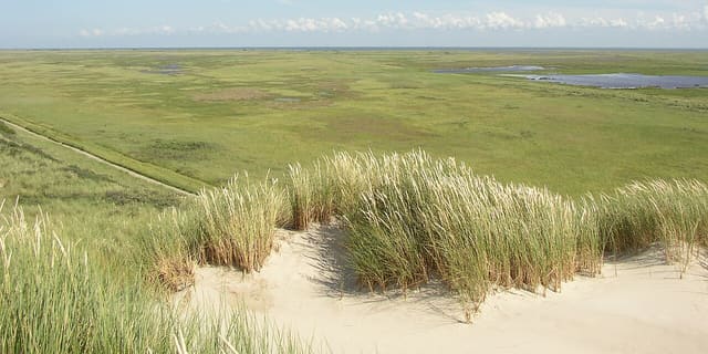 Boschplaat