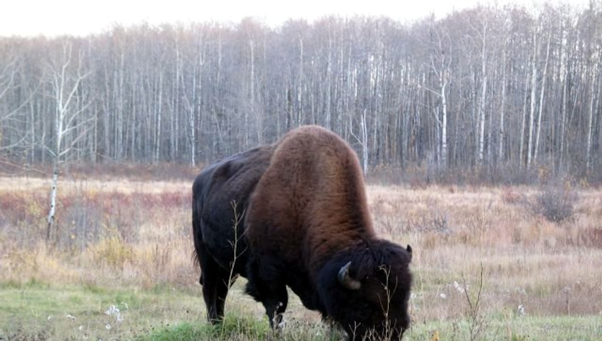 Elk Island National Park