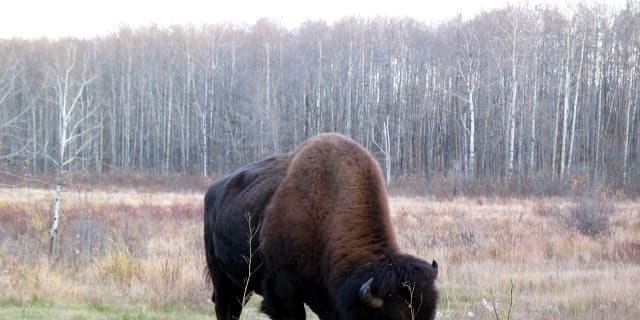 Elk Island National Park