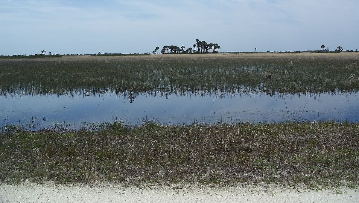 Kissimmee Prairie Preserve State Park