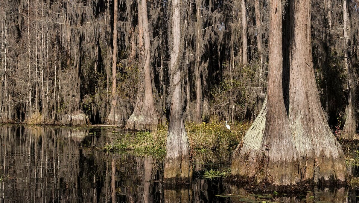 Stephen C. Foster State Park