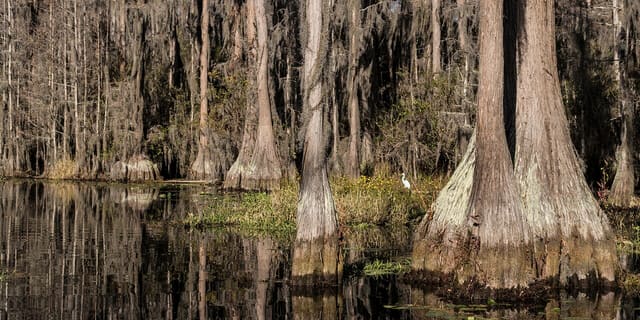 Stephen C. Foster State Park