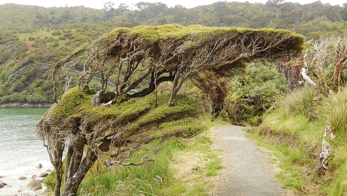 Stewart Island/Rakiura International Dark Sky Sanctuary