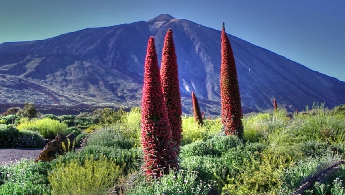 Teide National Park
